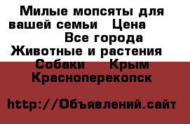 Милые мопсяты для вашей семьи › Цена ­ 20 000 - Все города Животные и растения » Собаки   . Крым,Красноперекопск